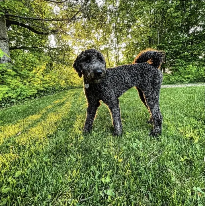 Pastelle, la chienne de Nathalie