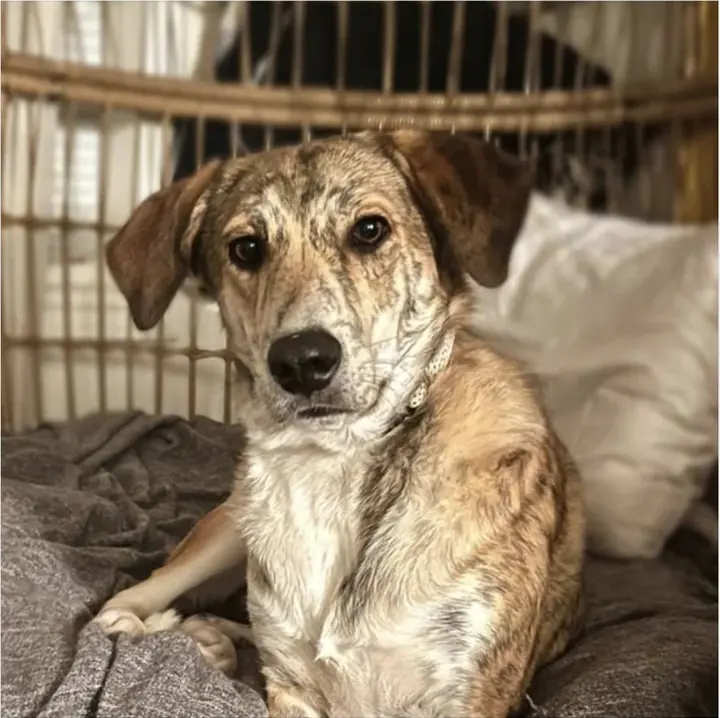 Simba, le chien de Natacha