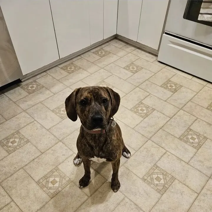 Bella, la chienne de Dominique