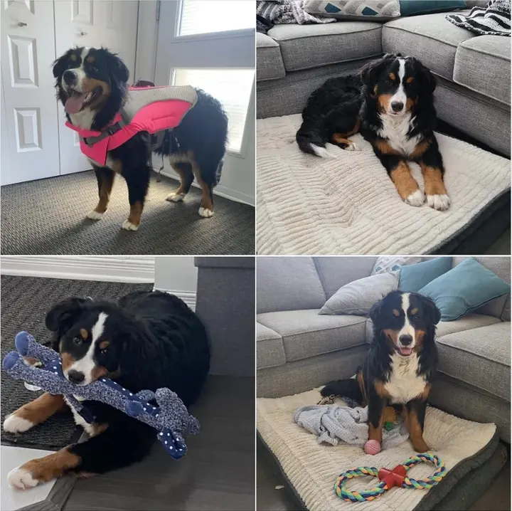 Luna, la chienne de Cindy