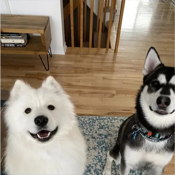 Les deux chiens d'Andreea
