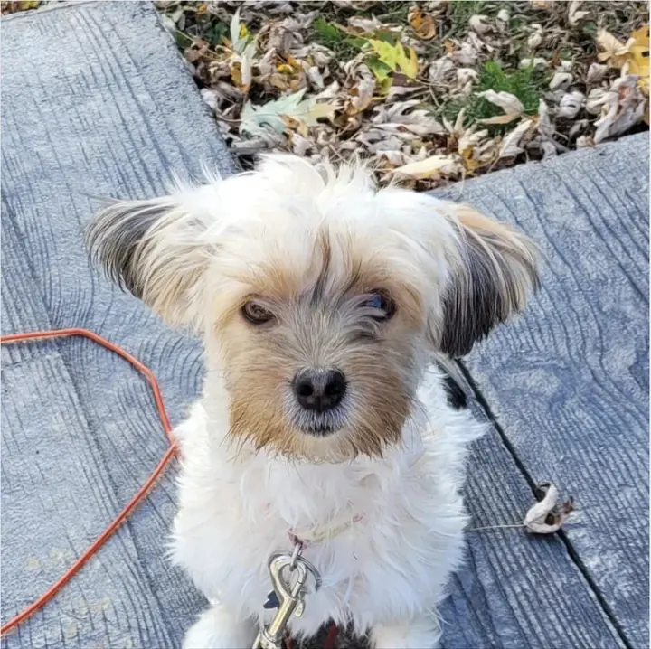 Louna, la chienne de Mélanie