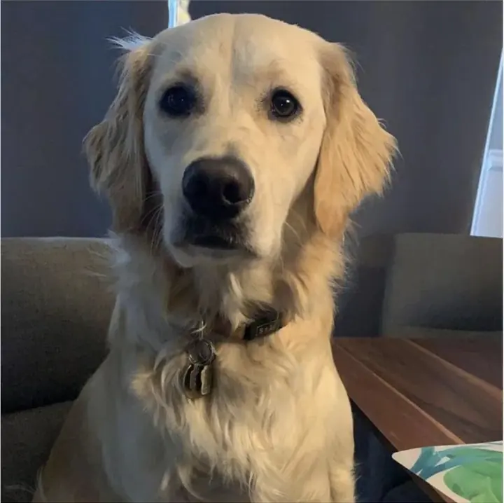 Winnie, la chienne de Laurie-ann